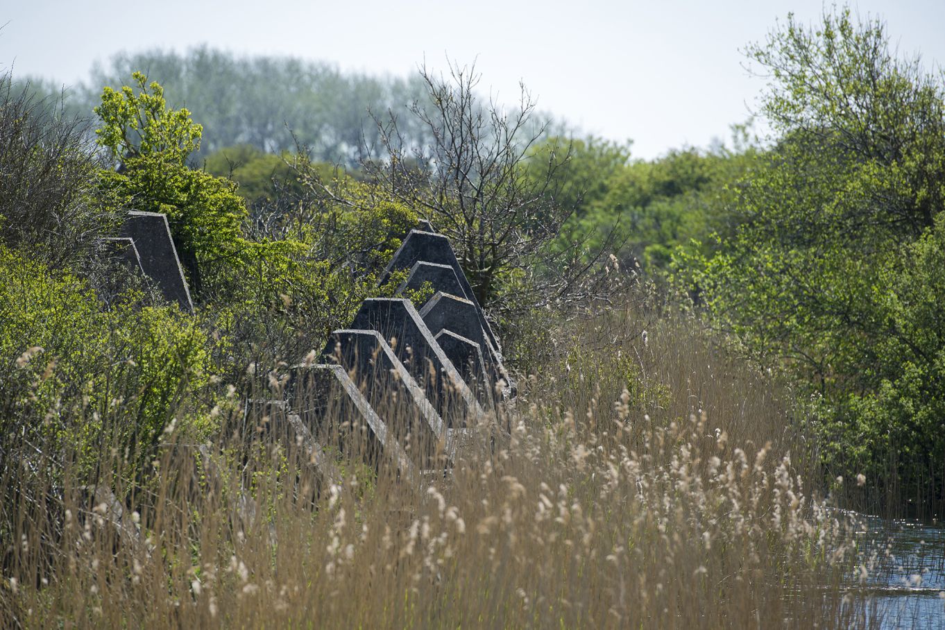 Drakentanden zijn piramidevormige betonnen obstakels die door de Duitsers werden aangelegd in WOII (Arthur van Beveren)